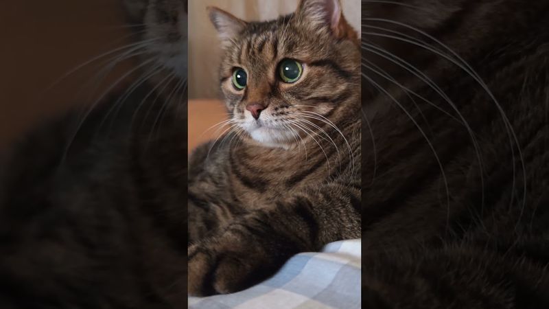 Гороскоп 😻🤔🤗🤣 #cat #кот #юмор #котушка #приколы #позитив #топ #цитаты