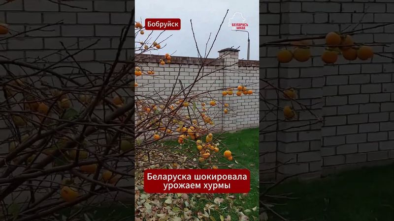😍 Беларуска шокировала интернет урожаем хурмы #хурма #сад #урожай #фрукты #аграрии #дача #деревня