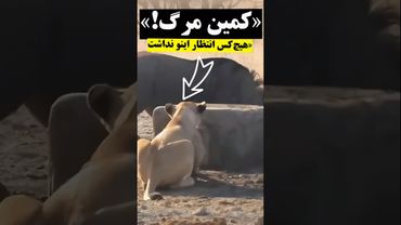 🔥 حمله شیر به گوزن یالدار در آبشخور؛ پایان عجیب!»🐾 #LionAttack🐾 #Wildebeest🐾 #Wildlife #حیات_وحش