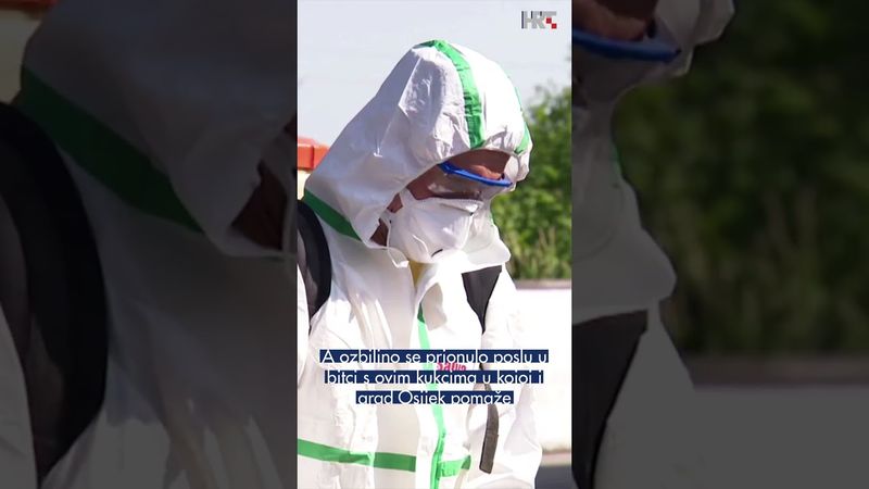 Najezda žohara u Osijeku