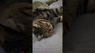 Рай 🙏🤔😻🤣 #cat #кот #юмор #котушка #приколы #цитаты