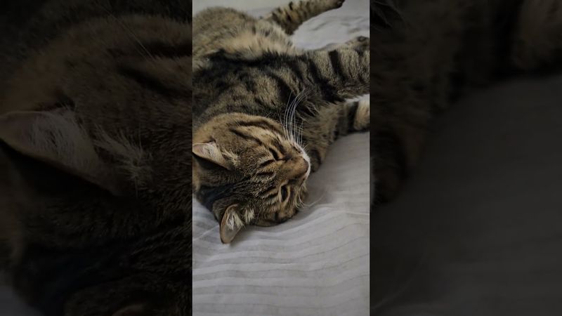 Рай 🙏🤔😻🤣 #cat #кот #юмор #котушка #приколы #цитаты