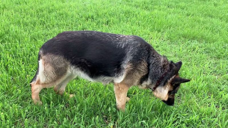 Беременность Немецкой Овчарки | Стелла Немецкая Овчарка Большая