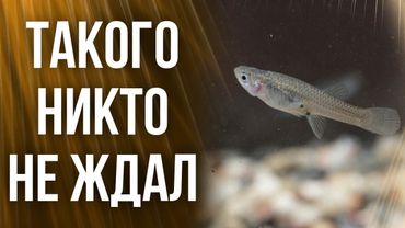 Рыба, из-за которой в Сочи больше нет малярии