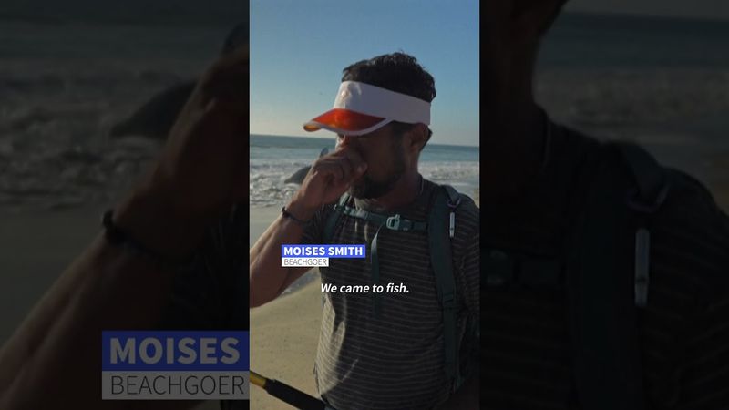 Huge whale carcass washes onto Mexican beach