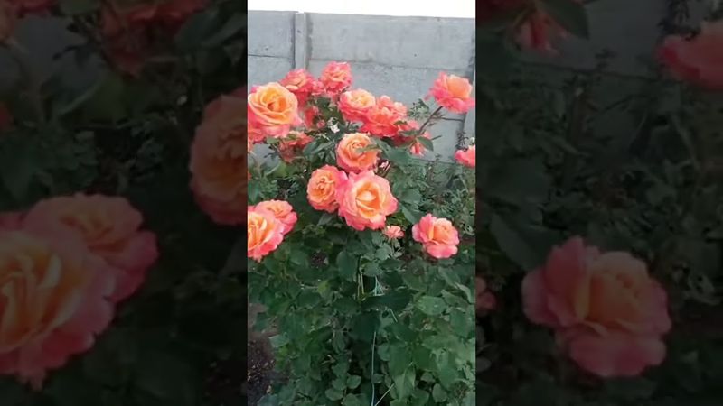 Троянда мого саду, френезі!