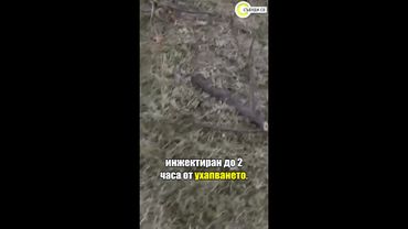 Нашествие на змии у нас: Как да действаме, ако имаме досег с тях #събудисе #sabudise #novatv #nova