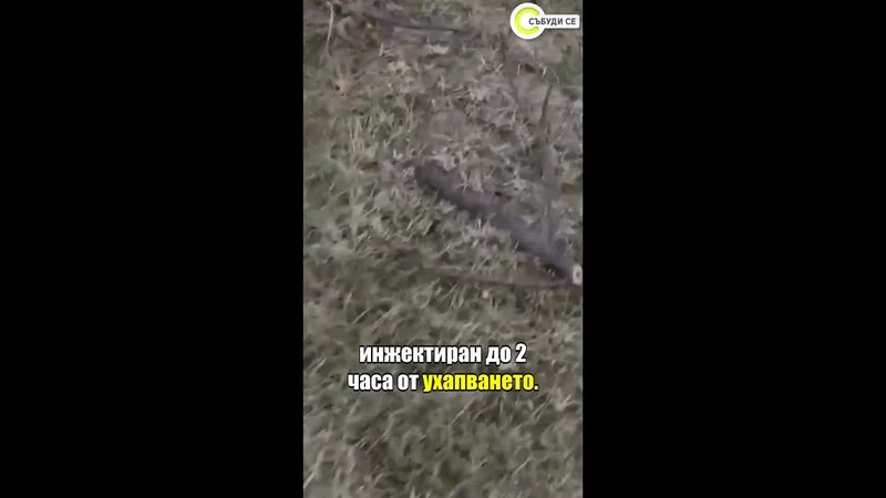 Нашествие на змии у нас: Как да действаме, ако имаме досег с тях #събудисе #sabudise #novatv #nova