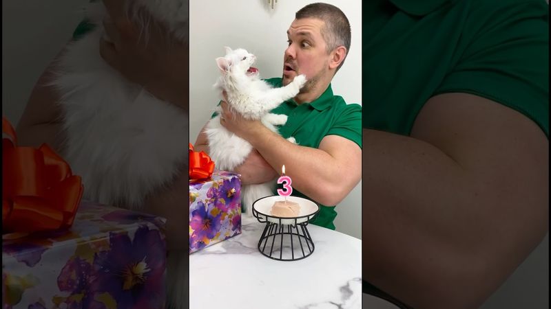 Живу с 4-мя котиками😻😻😻😻👱‍♂️ «День рождения 🎂» #кошкивидео #смешныеживотные #кошки #cat