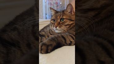 Артист больших и малых 🎭🙀🤗🤣 #cat #кот #кино #юмор #котушка #приколы #цитаты #мем #смех