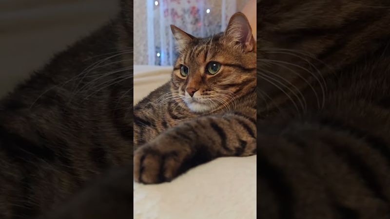 Артист больших и малых 🎭🙀🤗🤣 #cat #кот #кино #юмор #котушка #приколы #цитаты #мем #смех