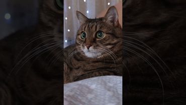 Я не трус 😉🙀🤔🤣 #cat #кот #юмор #котушка #приколы #цитаты