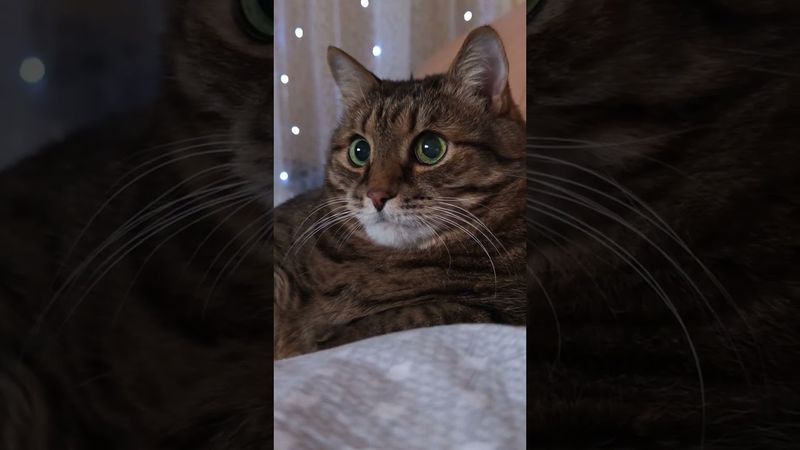 Я не трус 😉🙀🤔🤣 #cat #кот #юмор #котушка #приколы #цитаты