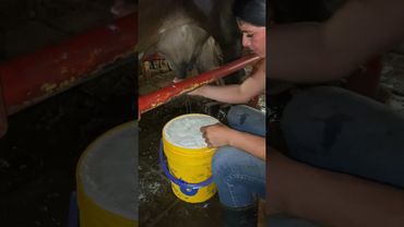 Ordeño 🥰🙏🤗🌎 #campo #farming #pecuarista #cow