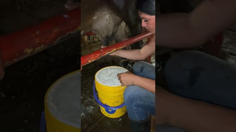 Ordeño 🥰🙏🤗🌎 #campo #farming #pecuarista #cow