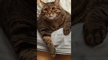 В поисках приключений 🙀☝️🤔🤣#cat