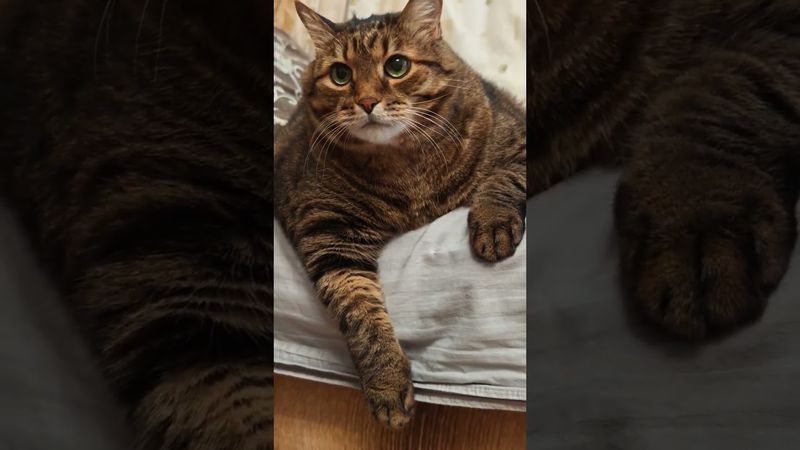 В поисках приключений 🙀☝️🤔🤣#cat