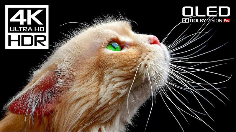 Stunning 4K Videos | Dolby Vision HDR 4K 60FPS Videos