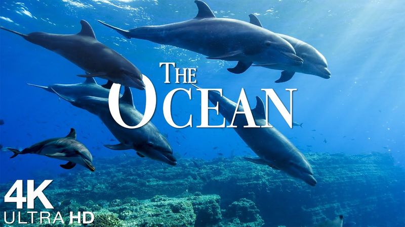Ocean 4K - فیلم حیات وحش منظره با موسیقی آرامش بخش - حیوانات دریایی برای آرامش - ویدیو 4K UHD