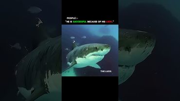 "The only place where success comes before grind is in the dictionary." #life #motivation #shark