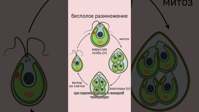 #биология жизненный цикл одноклеточной зелёной водоросли - хламидомонады #ботаника #егэ