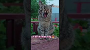 Скучаю и жду 🙀😻🤗❤ #cat #кот #юмор #котушка #приколы #веселыекоты
