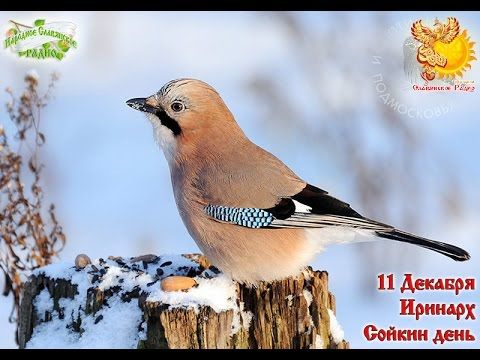 Народный календарь 11-е декабря