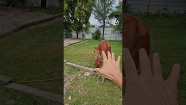 Pure milk aur desi cow #peepalfarm