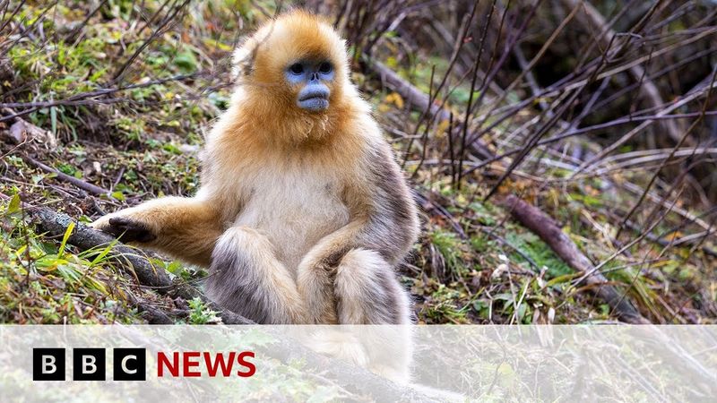 The battle to save China's rare snub-nosed monkey | BBC News