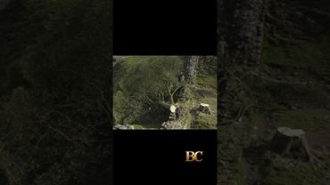 Men sentenced to over 4 years in prison for cutting down iconic tree