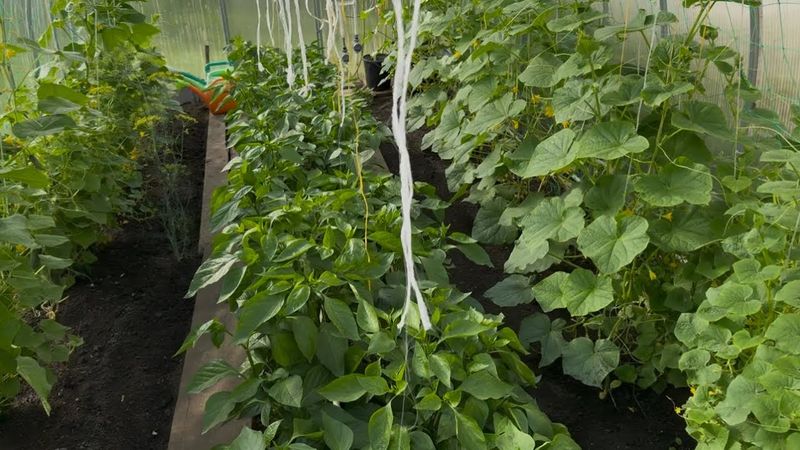 ТЕПЛИЦА | КИТАЙСКИЕ ОГУРЦЫ 🥒 И ПЕРЦЫ 🌶️
