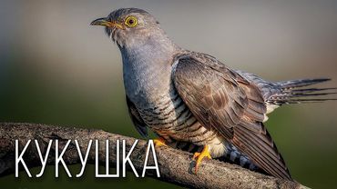 Кукушка: Вещая Птица | Интересные факты про кукушку