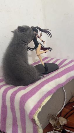 扣弄压鹿😭# 萌宠 # 动物的迷惑行为 # 小猫 #xh #viral #fyp #tiktok #douyin 