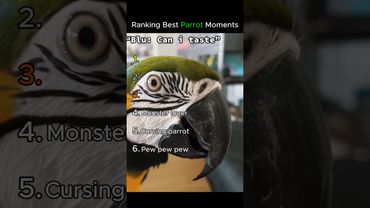 Ranking Funny Parrot Moments 😂