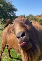 This goat is my spirit animal # #goat #funny #funnyvideo #meme #funny...
