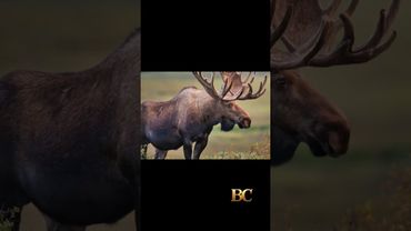 Driver killed, passenger hurt after crashing into moose near Denali National Park