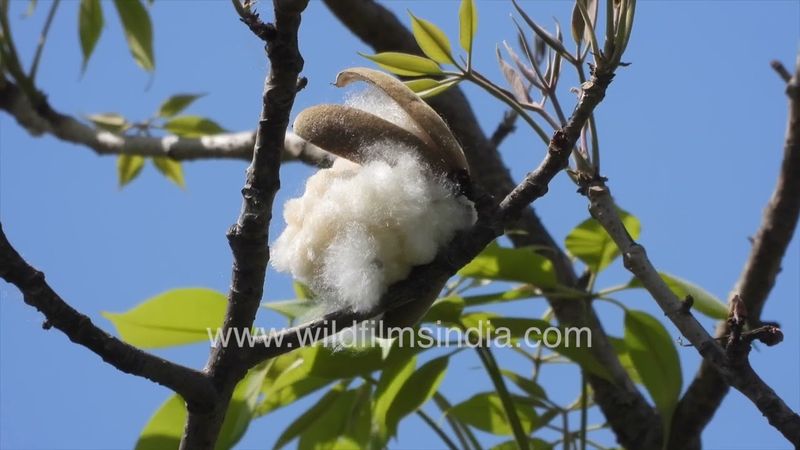 Seed dispersal: Silk Cotton Tree has cottony pods with black seeds embedded to float away with wind