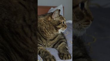 Сообщение 🤔😉🤗🤣 #cat #кот #юмор #котушка #приколы #цитаты