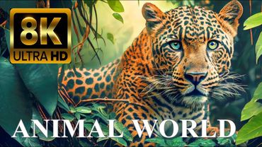 ANIMAL WORLD 8K ULTRA HD - Amazing Wildlife
