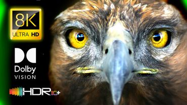 WILD ANIMAL CONSERVATION in 8K VIDEO ULTRA HD Dolby Vision 120FPS / #8K #ANIMAL