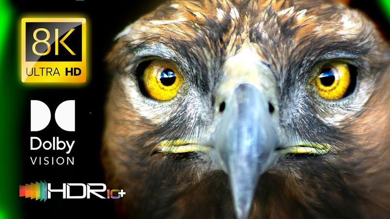 WILD ANIMAL CONSERVATION in 8K VIDEO ULTRA HD Dolby Vision 120FPS / #8K #ANIMAL