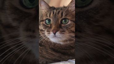 Деньги 💸💰🙀🤣 #cat #кот #юмор #котушка #приколы #цитаты #смех