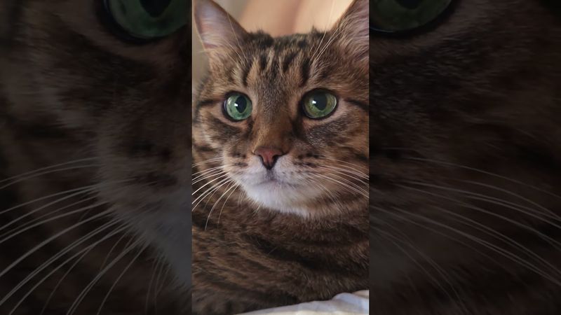 Деньги 💸💰🙀🤣 #cat #кот #юмор #котушка #приколы #цитаты #смех