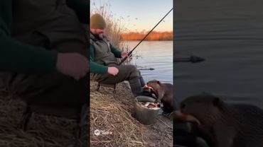 бобёр украл рыбу у рыбака