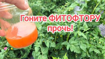 ОДНА КАПЛЯ и НИКАКОЙ ФИТОФТОРЫ! Срочное избавление от фитофторы и пероноспороза во всем огороде.