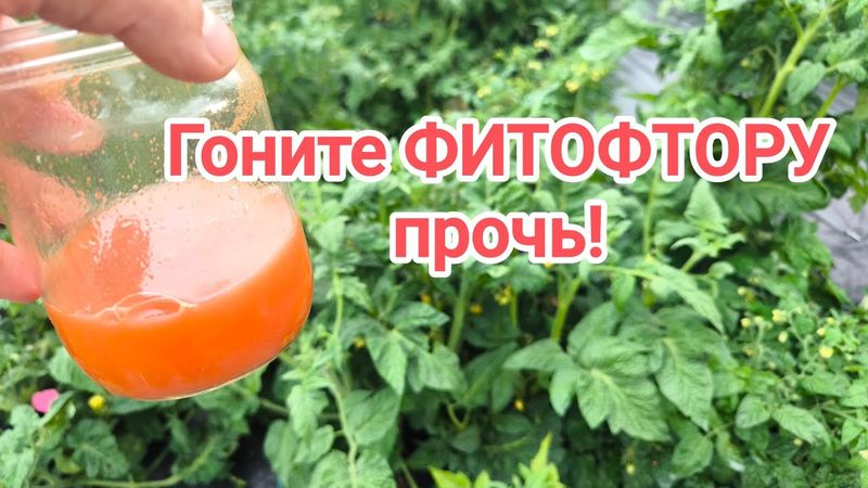 ОДНА КАПЛЯ и НИКАКОЙ ФИТОФТОРЫ! Срочное избавление от фитофторы и пероноспороза во всем огороде.