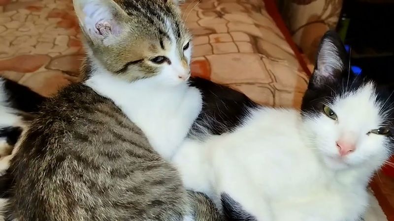 #Славянск. 13 октября 2025г. Вечер.