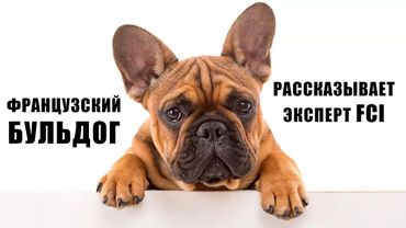 ФРАНЦУЗСКИЙ БУЛЬДОГ. Рассказывает эксперт FCI и отзыв владельца