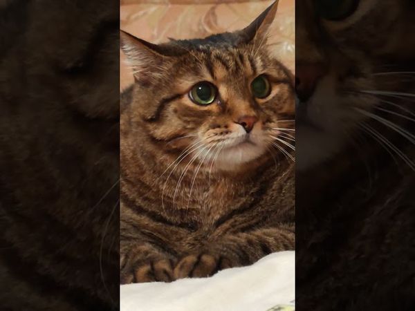 Недооценивают 🤔🙀😉🤩 #cat #кот #юмор #приколы #котушка #цитаты