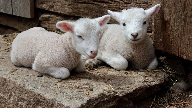 Plodovi zemlje, 8. lipnja 2025.